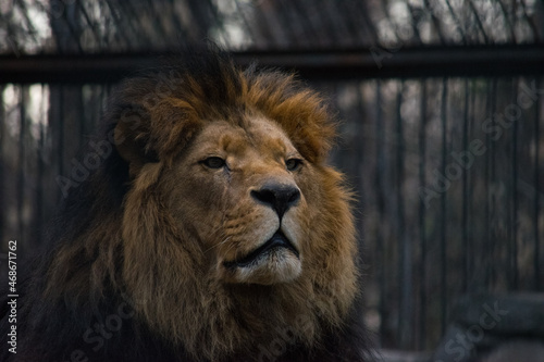 Fototapeta Naklejka Na Ścianę i Meble -  Lion in the zoo, close up portrait