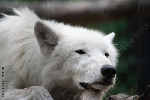 White arctic wolf portrait closeup