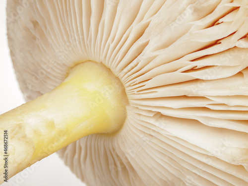 Structure of the cap of a lamellar mushroom, close-up, macro, edible and poisonous mushrooms, poisoning, selective focus