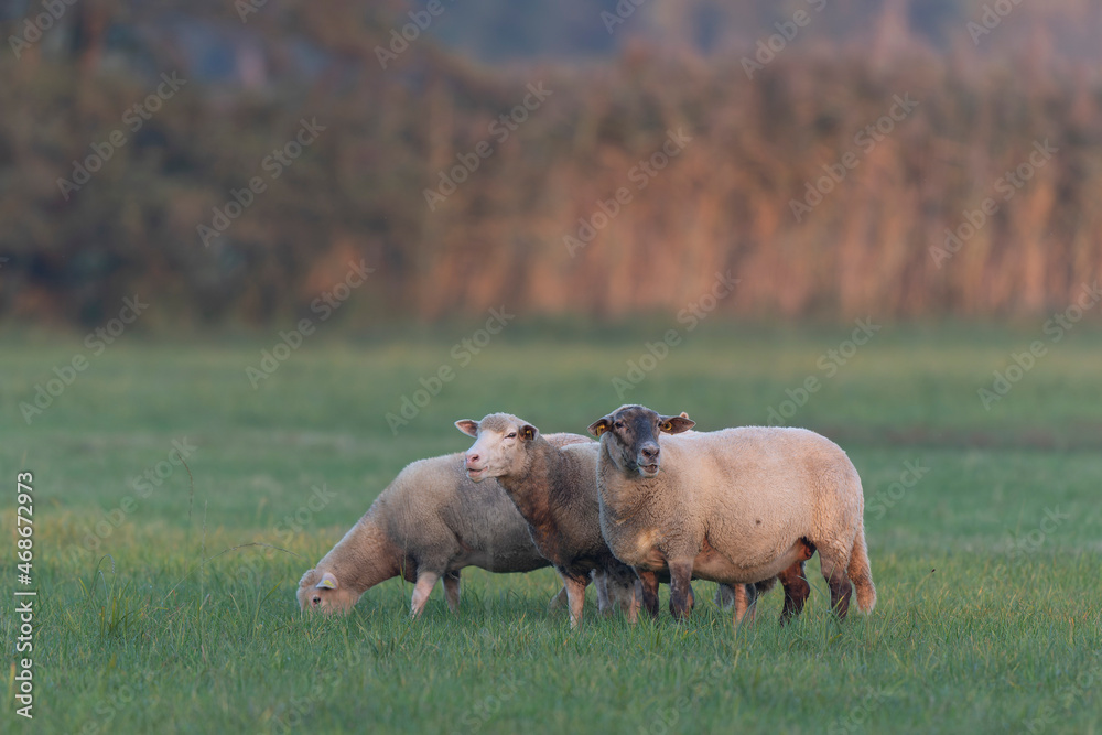 grazing sheep on farmland, looking at camera grazing sheep on farmland, looking at camera
