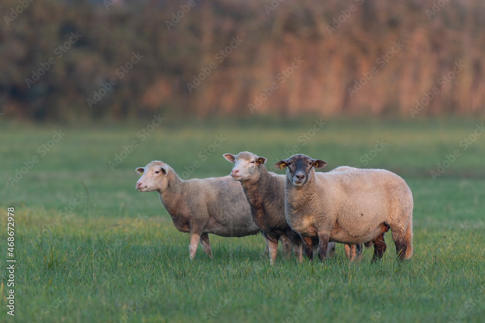 Fototapeta premium grazing sheep on farmland, looking at camera