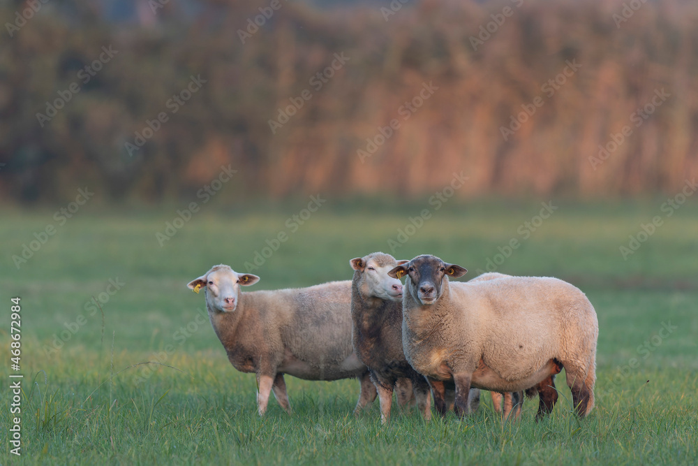 Fototapeta premium grazing sheep on farmland, looking at camera