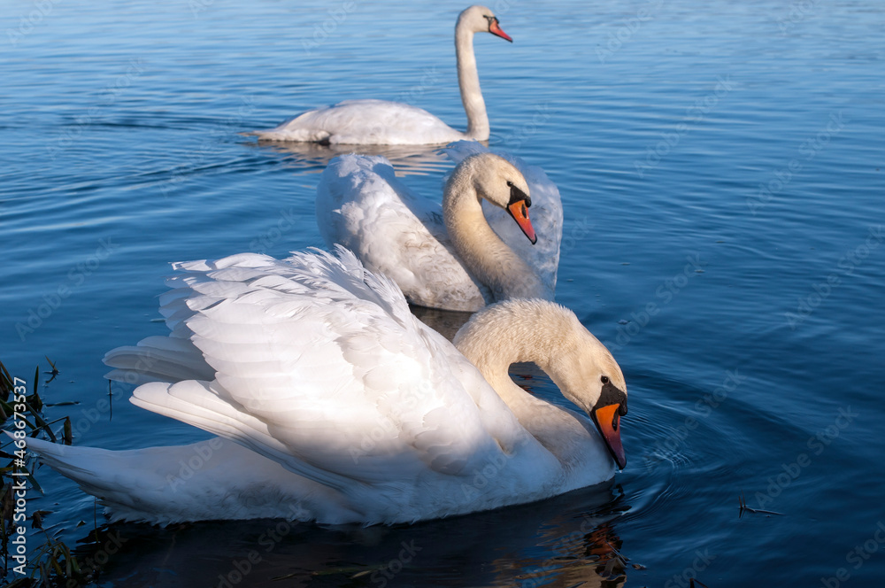 Naklejka premium white swans group on the lake swim well under the bright sun