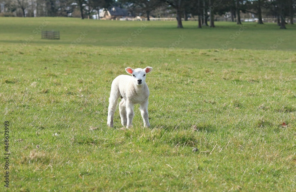 Obraz premium baby sheep