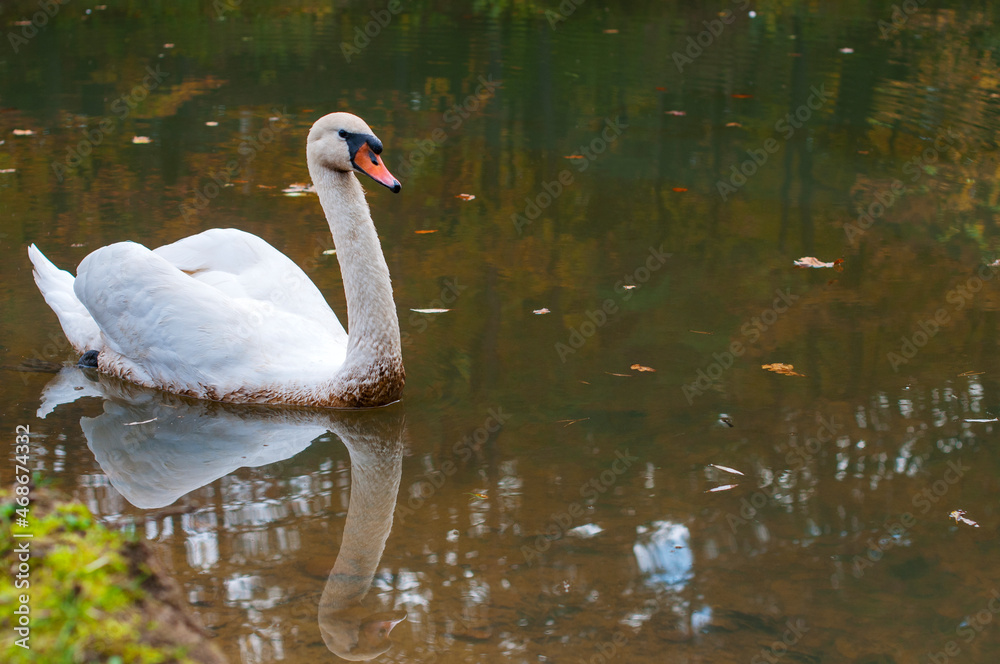 A white majestic swan floats in front of a wave of water. Young swan in the middle of the water. Drops on a wet head. A white majestic swan floats in front of a wave of water. Young swan in the middle of the water. Drops on a wet head.