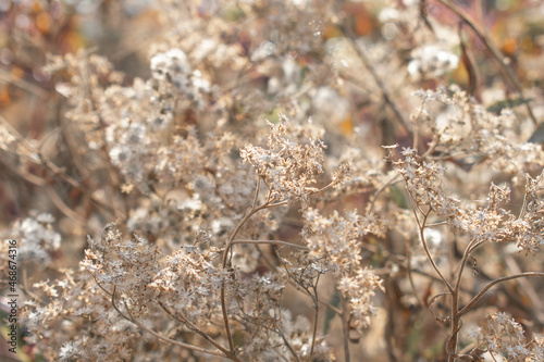 Background image of a warm dried flower scene