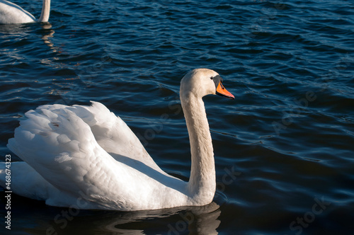 A white majestic swan floats in front of a wave of water. Young swan in the middle of the water. Drops on a wet head.