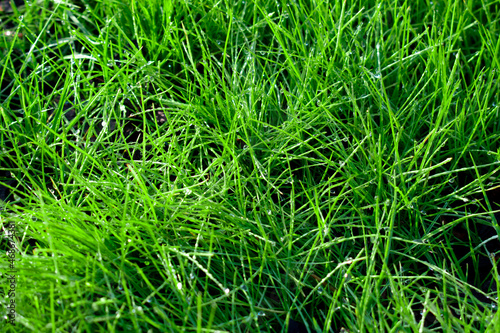 Background image of grass with dew drops
