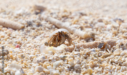 Hermit crab in the sand