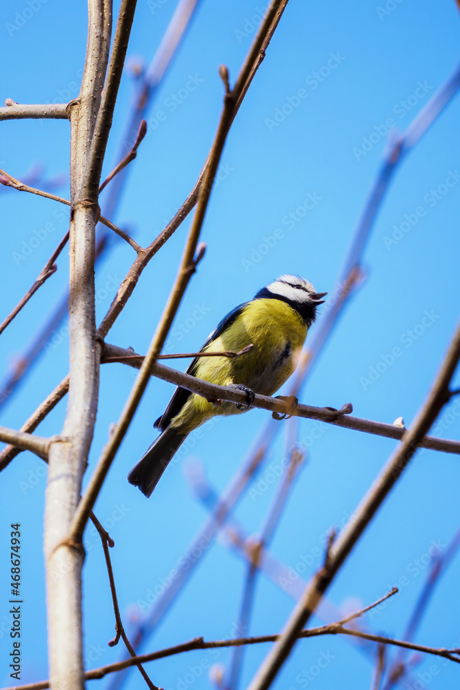 Fototapeta premium Great tit sitting and singing on a tree twig, view from below.