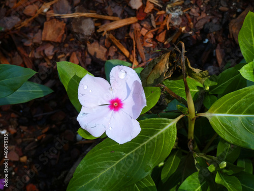 pink and white butterfly