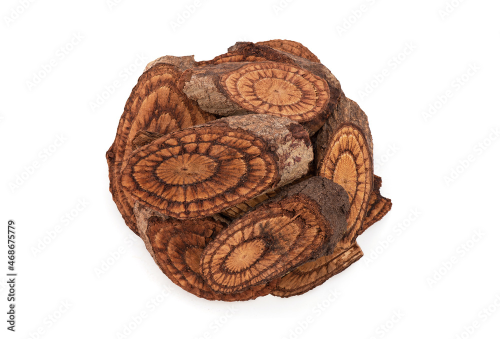 Ficus foveolata wall wood isolated on white background with clipping .top view,flat lay. Ficus foveolata wall wood isolated on white background with clipping .top view,flat lay.