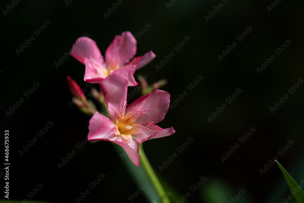 Fototapeta premium Oleander or Nerium oleander flowers on nature background.
