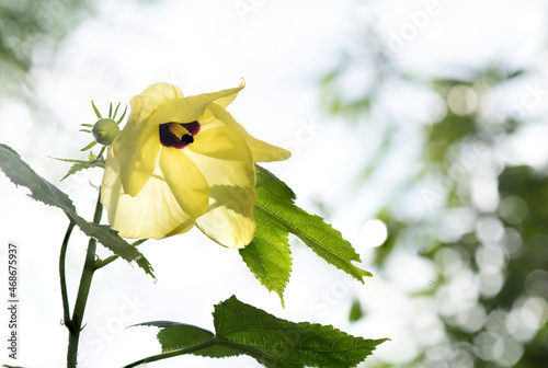 Abelmosk or Abelmoschus moschatus flower on nature background. #468675937