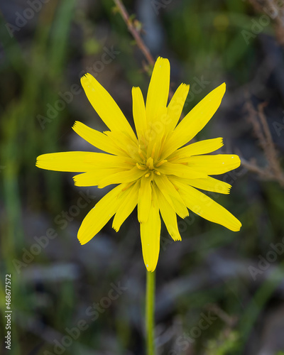 Yam Daisy (Microseria lanceolota) is a perennial herb also known as murnong. It has a rosette of toothed long and narrow leaves, yellow flowers from spring to autumn, and edible tuberous roots.