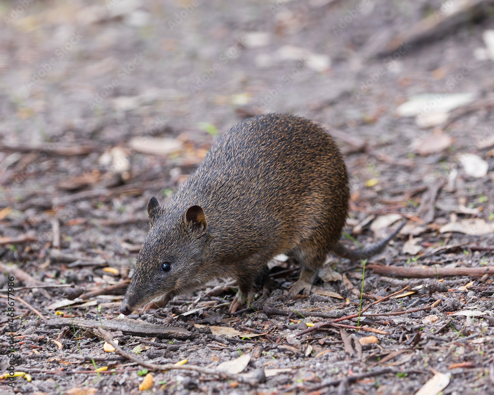 A small marsupial with grey-brown with short spiny blackish hairs, long pointed nose, black eyes and small round ears. Native to southwest of Western Australia known as Quenda (Isoodon fusciventer). A small marsupial with grey-brown with short spiny blackish hairs, long pointed nose, black eyes and small round ears. Native to southwest of Western Australia known as Quenda (Isoodon fusciventer).