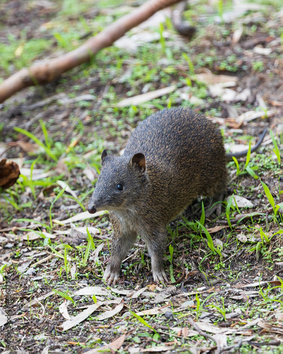 A small marsupial with grey-brown with short spiny blackish hairs, long pointed nose, black eyes and small round ears. Native to southwest of Western Australia known as Quenda (Isoodon fusciventer). © wrightouthere