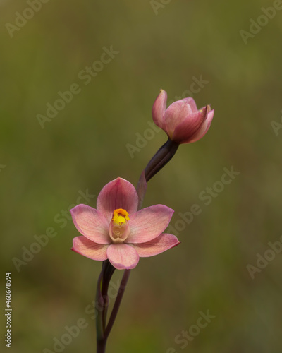 The salmon pink flowers of native plant endemic to southeastern Australia known as the Salmon Sun Orchid  Thelymitra rubra .