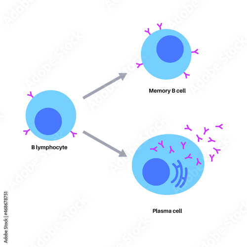 B cell lymphocyte