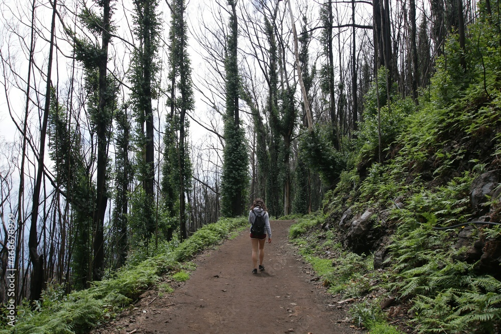 Fototapeta premium Burned forest, Madeira, Portugal 
