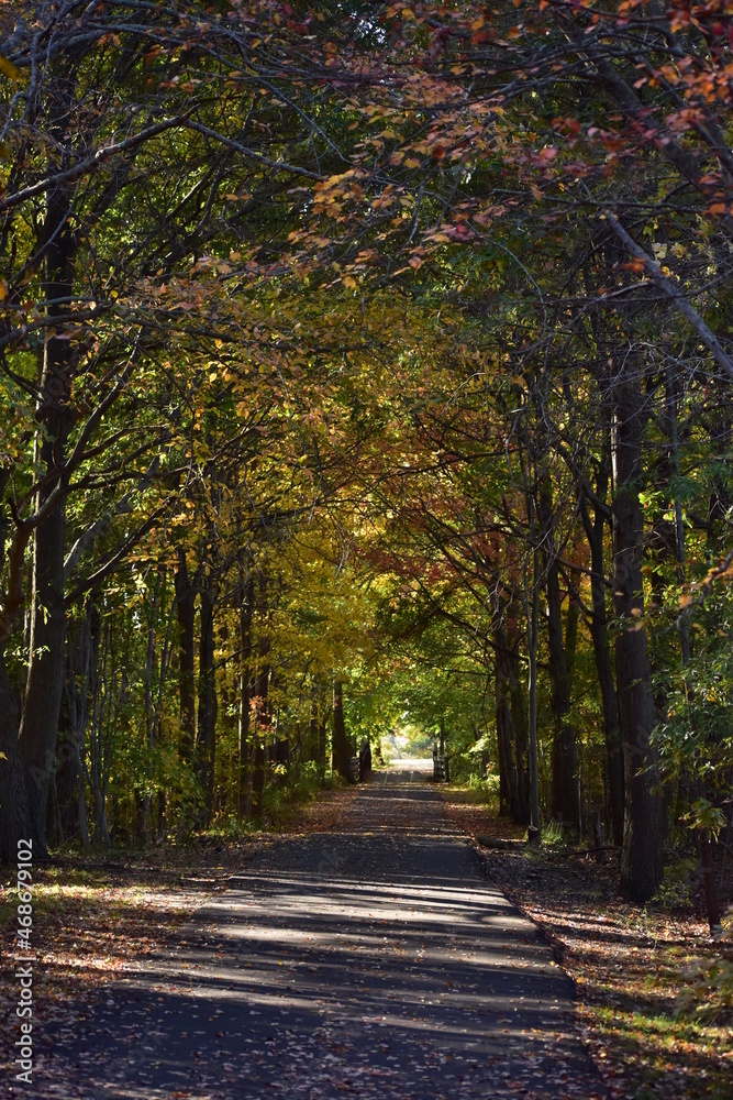Autumn leaves on the bike path