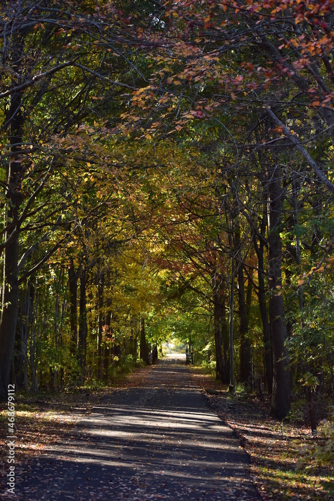 Naklejka premium Autumn leaves on the bike path