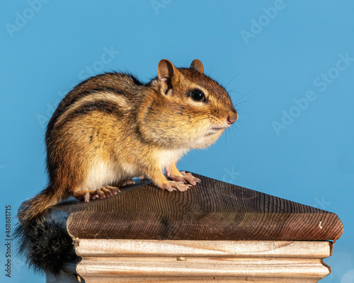 Chipmunk standing on post with a clear blue sky.