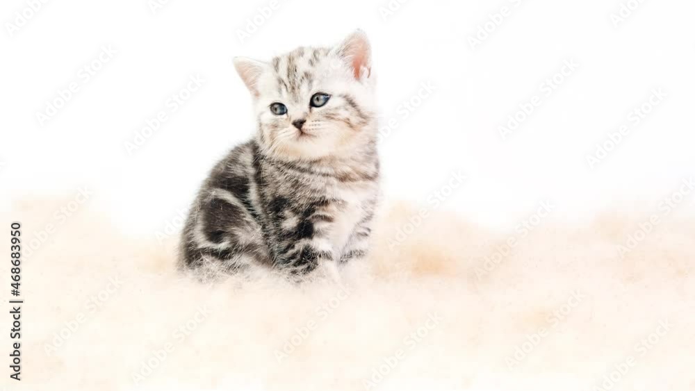 Purebred scottish kitten on a white background among the fluff of a cattail. Cat and reed fluff. Purebred scottish kitten on a white background among the fluff of a cattail. Cat and reed fluff.