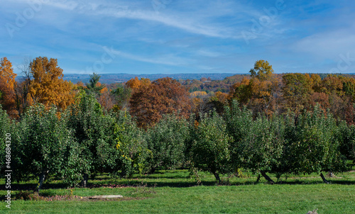 Fototapeta Naklejka Na Ścianę i Meble -  fall foliage behind an apple ochard in new england