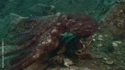 Giant Pacific octopus Enteroctopus dofleini interacting with group of underwater photographers in cold Japan sea photo