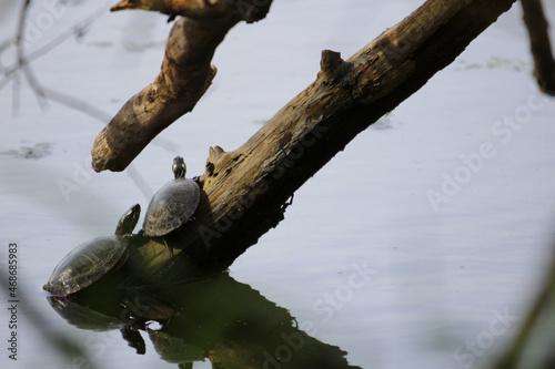 Western Painted turtles on the piece of old wood over the river water under the sunlight photo