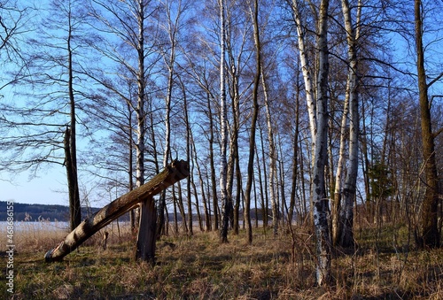 Fototapeta Naklejka Na Ścianę i Meble -  tree in the forest