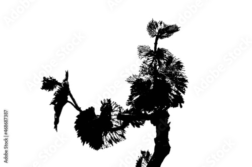 Vector of a group of leaves of a newly born strain with rainwater