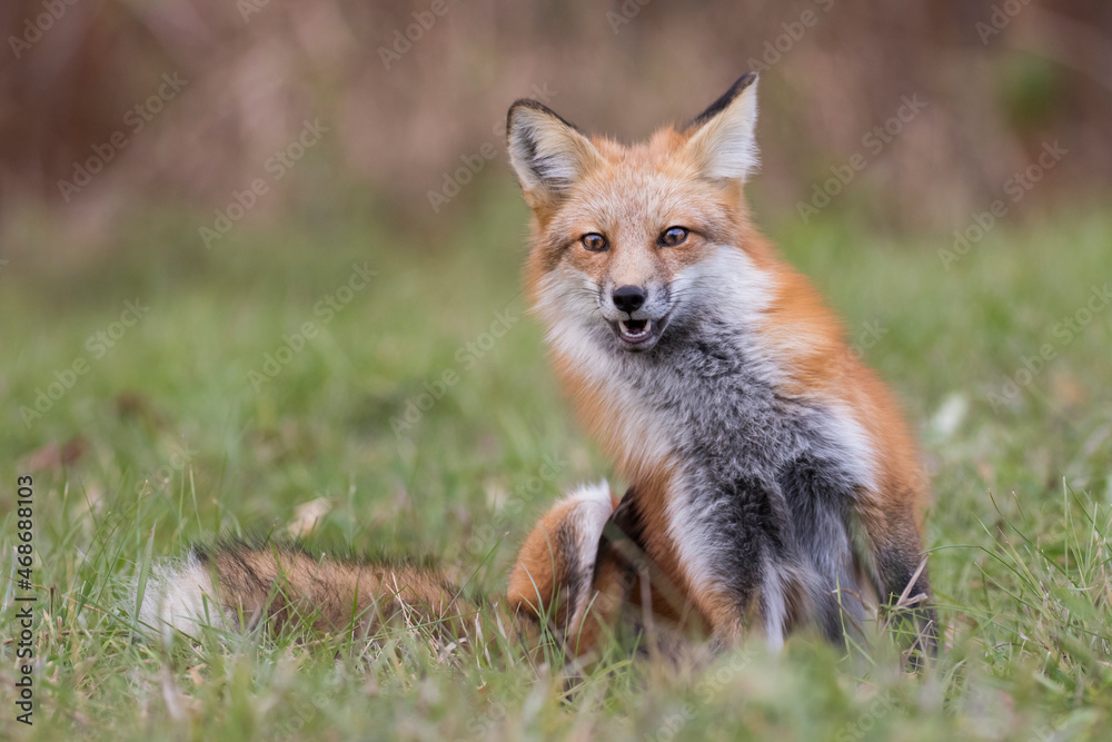  young red fox in autumn