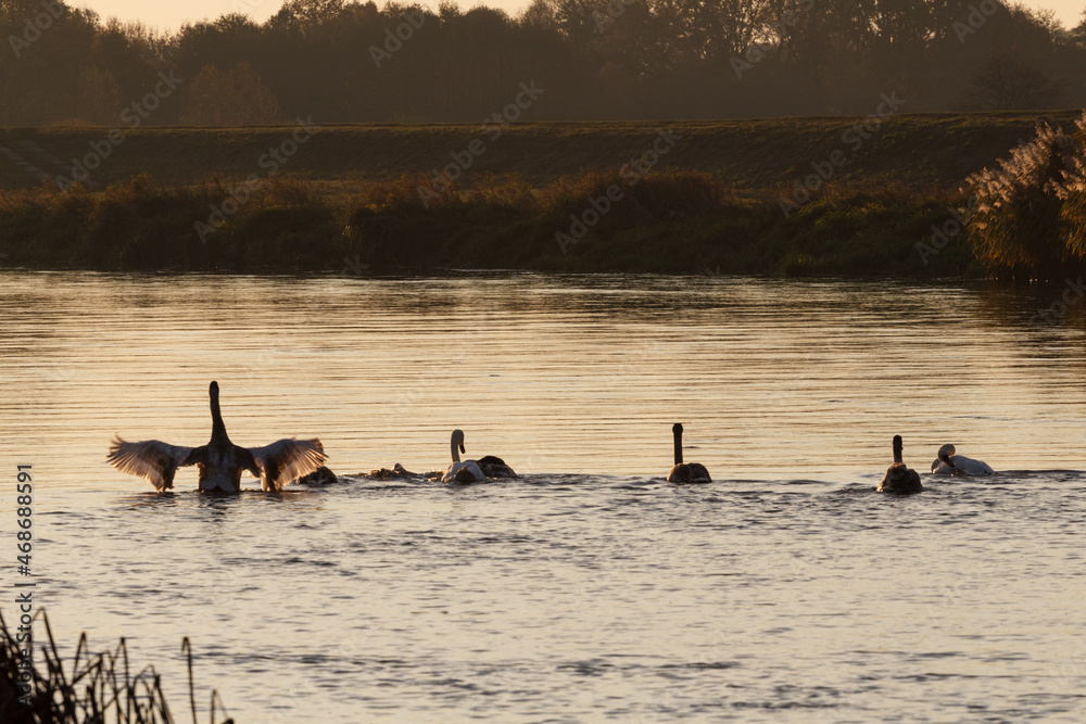 Swans at sunrise at Warta River - Poland