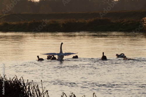 Swans at sunrise at Warta River - Poland