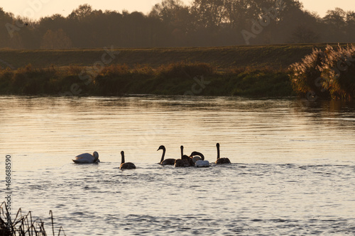 Swans at sunrise at Warta River - Poland 