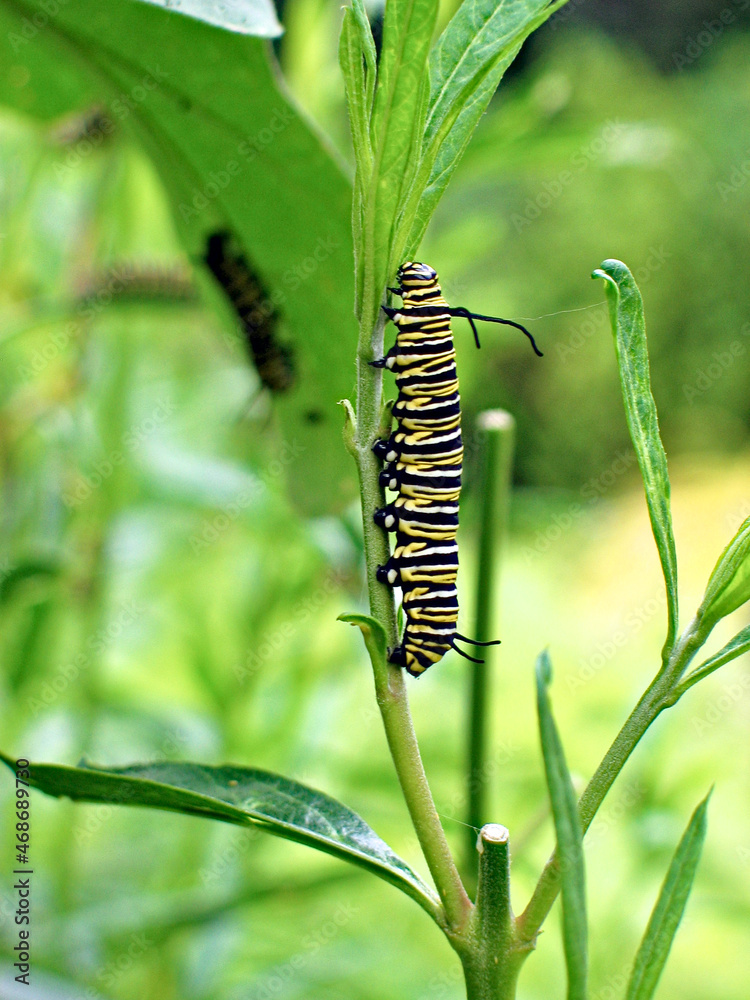 Monarch butterfly caterpillar (Danaus plexippus).
