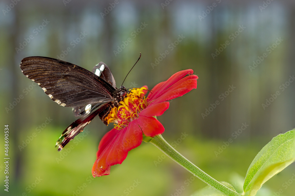 Fototapeta premium A brown butterfly perched on a red zinnia flower, with a plant background and bright sunlight, copy space