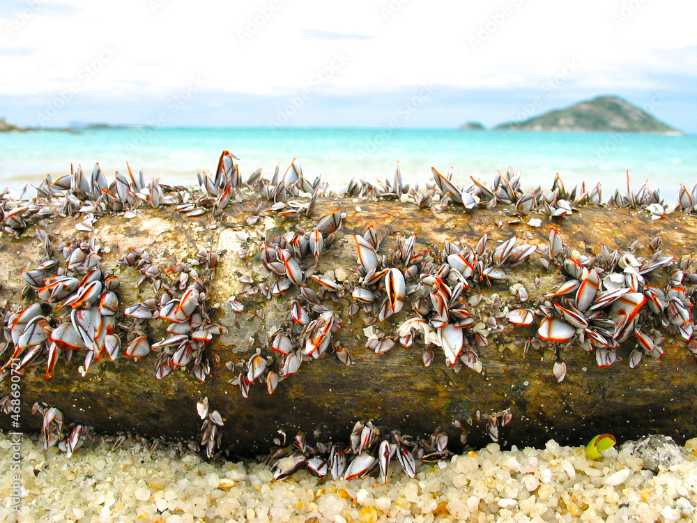 Fototapeta premium Gooseneck / goose barnacles (Pedunculata) on flotsam wooden log on the beach, Torres Strait, Australia.