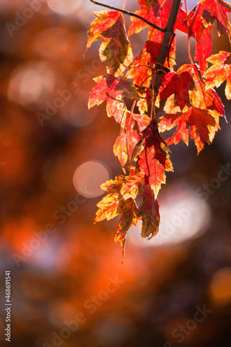 A cluster of changing Maple leaves hang from a low lying branch in the Fall with a bokeh background.