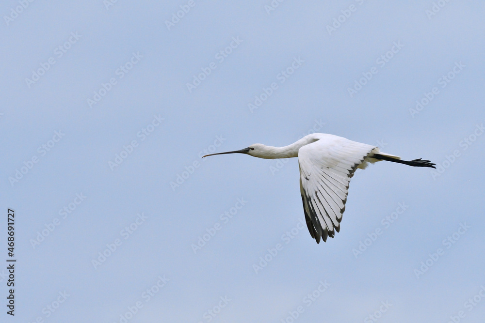 ヘラサギの飛翔（鹿児島県・出水市）
