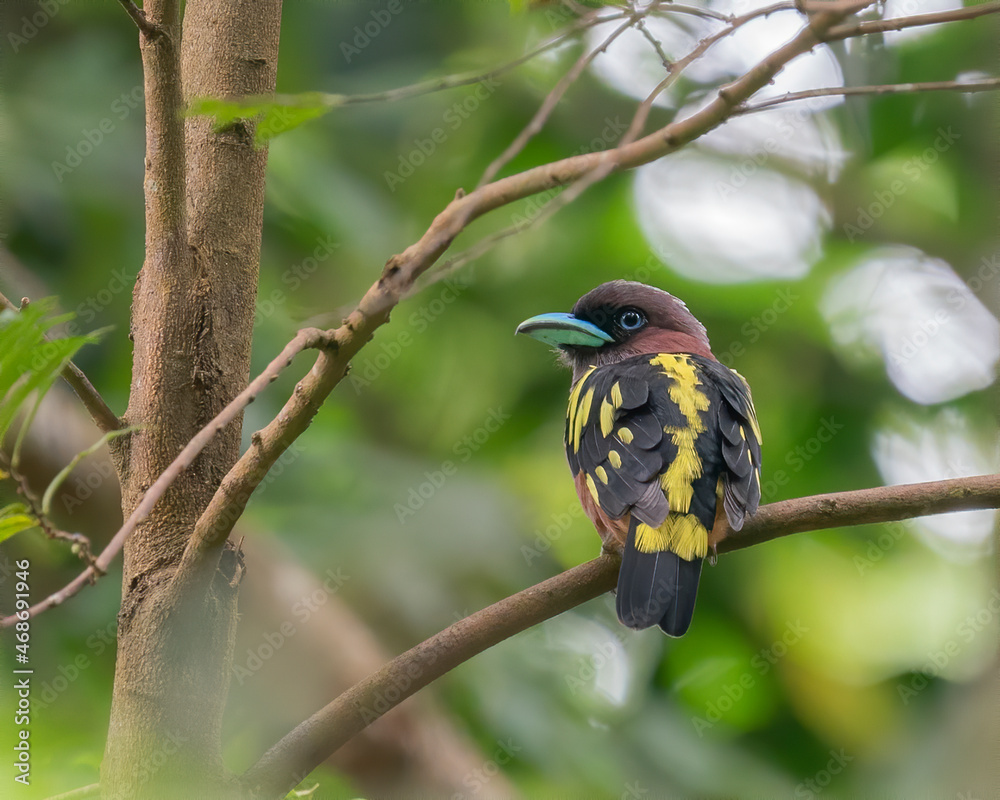 Fototapeta premium Banded Broadbill perching eye level on tree branch