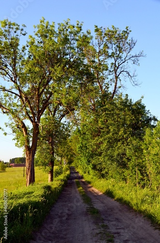 path in the park