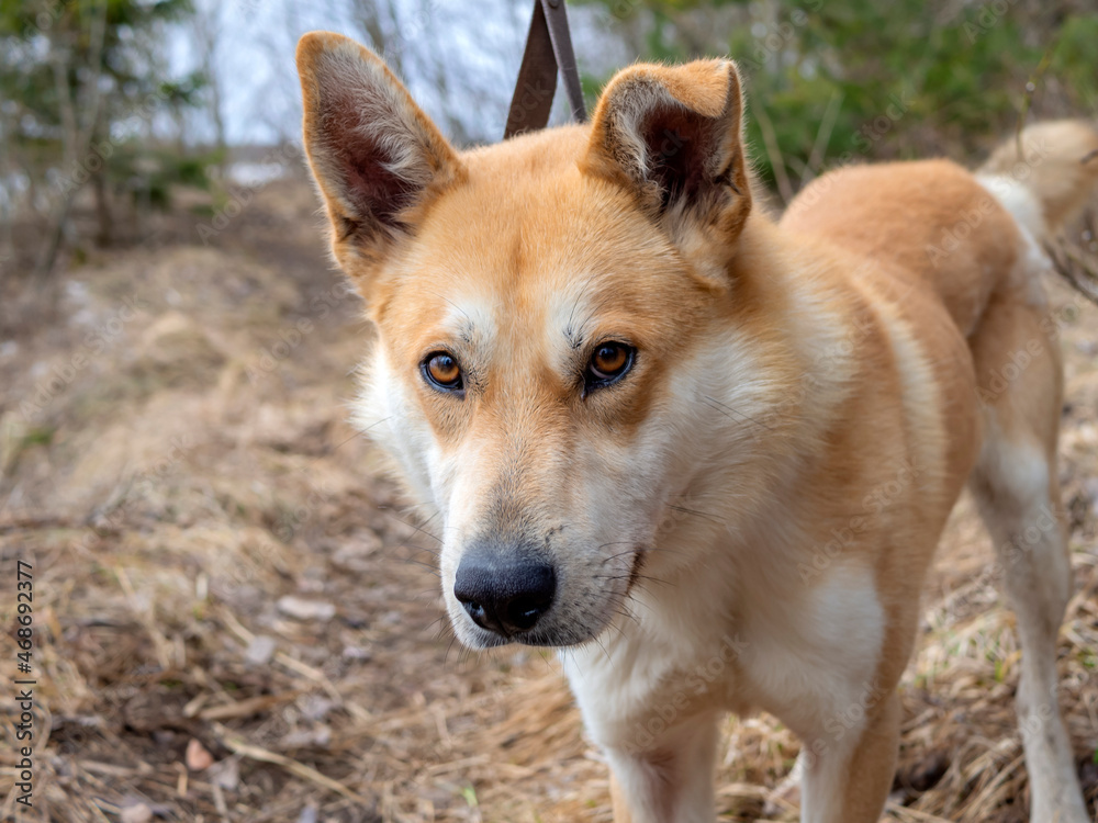 Beautiful ginger dog, close-up portrait of red male walking in a forest. Winter time. . Copy space Beautiful ginger dog, close-up portrait of red male walking in a forest. Winter time. . Copy space