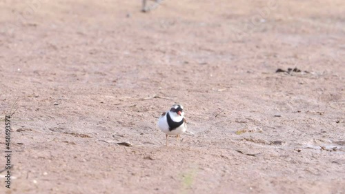 a black-fronted dotterel bird approaches the camera at redbank waterholenear alice springs in the northern territory, australia photo