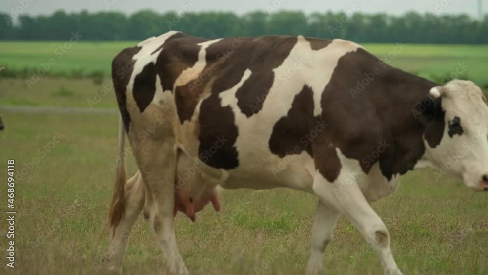 Herd of spotted cows going on pasture Herd of spotted cows going on pasture