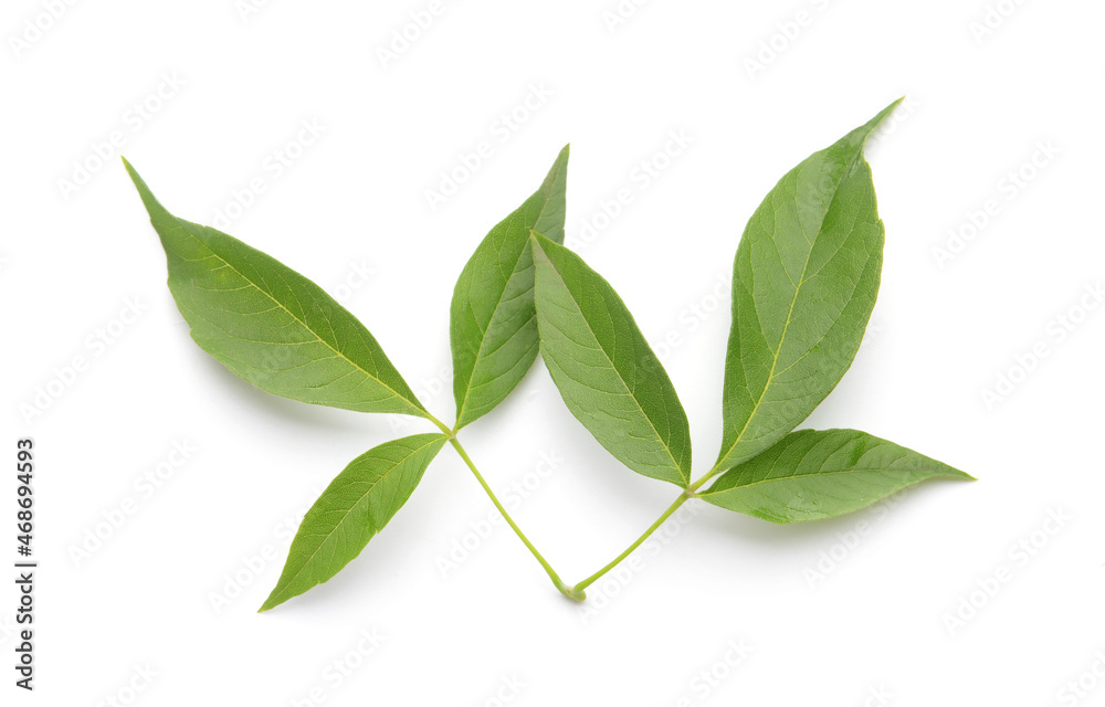 Fototapeta premium Green leaves isolated on white