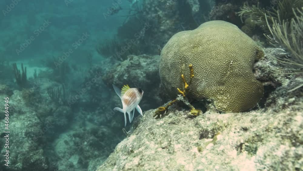Little Fish with large eyes swimming inside a coral reef Little Fish with large eyes swimming inside a coral reef