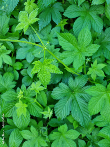 close up Humulus japonicus leaves.